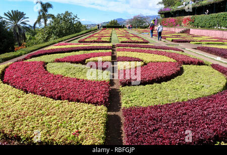 Funchal, Portugal. 20 Nov, 2018. Eine Blume Mosaik in den Botanischen Garten, Jardim Botnico da Madeira, Funchal auf der portugiesischen Insel Madeira. Quelle: Holger Hollemann/dpa/Alamy leben Nachrichten Stockfoto