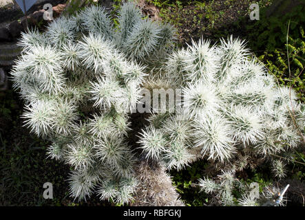 Funchal, Portugal. 20 Nov, 2018. Blühende Kakteen im Botanischen Garten, Jardim Botânico da Madeira, Funchal auf der portugiesischen Insel Madeira. Quelle: Holger Hollemann/dpa/Alamy leben Nachrichten Stockfoto