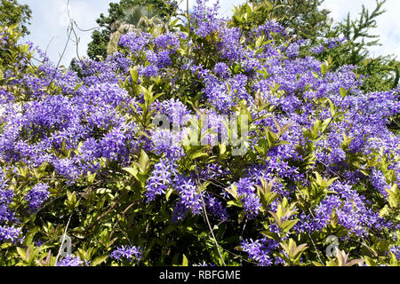 Funchal, Portugal. 20 Nov, 2018. Blühende Sträucher im Botanischen Garten, Jardim Botânico da Madeira, Funchal auf der portugiesischen Insel Madeira. Quelle: Holger Hollemann/dpa/Alamy leben Nachrichten Stockfoto