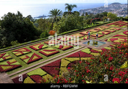 Funchal, Portugal. 20 Nov, 2018. Eine Blume Mosaik in den Botanischen Garten, Jardim Botnico da Madeira, Funchal auf der portugiesischen Insel Madeira. Quelle: Holger Hollemann/dpa/Alamy leben Nachrichten Stockfoto