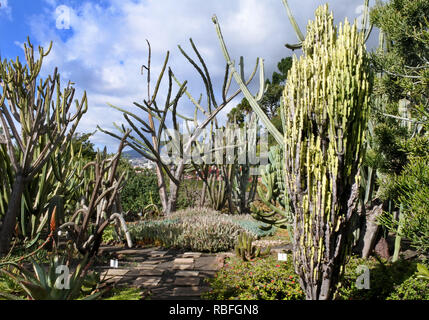 Funchal, Portugal. 20 Nov, 2018. Verschiedene Arten von Kakteen im Botanischen Garten, Jardim Botnico da Madeira, Funchal auf der portugiesischen Insel Madeira. Quelle: Holger Hollemann/dpa/Alamy leben Nachrichten Stockfoto