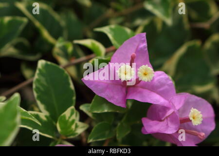 Nahaufnahme der Blüte rosa Papier Blume oder Bougainvillea in Garten Stockfoto