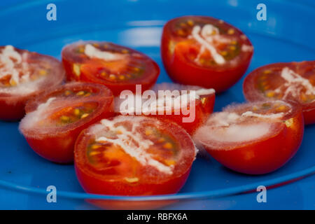 Tomaten mit Schimmel bedeckt Stockfoto