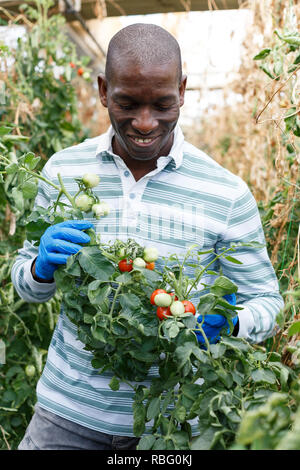 Zufrieden qualifizierten männlichen Bauern Kontrolle Büsche und Ernte der Tomaten im Treibhaus. Stockfoto