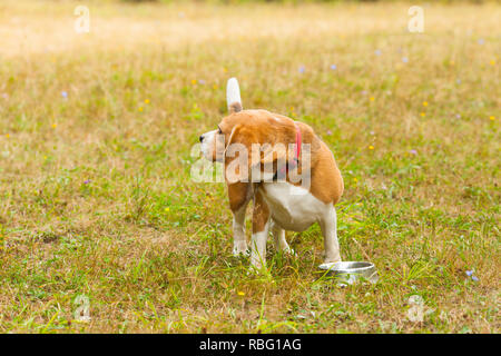 Süße Beagle Hund spielen auf dem Gras und trinken Wasser aus dem Behälter Stockfoto