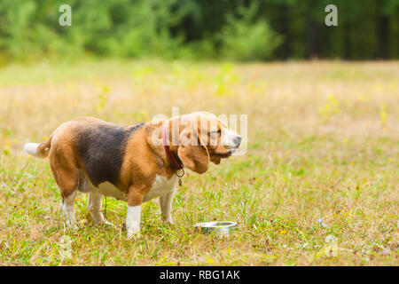 Süße Beagle Hund spielen auf dem Gras und trinken Wasser aus dem Behälter Stockfoto