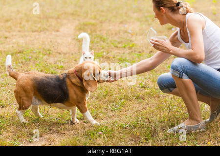 Frau Süße Beagle Welpen Hund Aus Der Hand Füttern Stockfoto