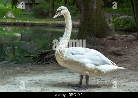 White Swan mit schwarzen Schwimmhäuten stehend in der Nähe von Teich, Sommer Licht Tag Stockfoto