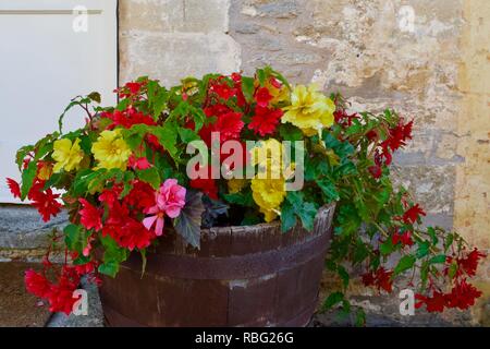 Blumen Stockfoto