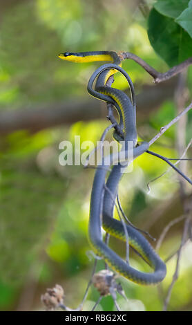 Daintree Nationalpark und feuchten Tropen, Far North Queensland, FNQ, QLD, Australien Stockfoto