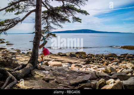 Ein Boot Fender hängen am Baum der Acadia National Park, Maine Stockfoto