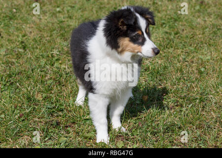 Shetland sheepdog Welpen steht auf einer grünen Wiese. Heimtiere. Drei Monate alt. Stockfoto