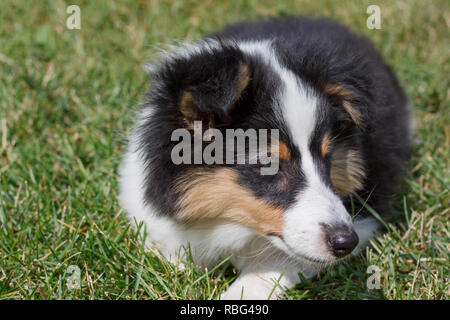 Cute Puppy von Shetland sheepdog liegt im grünen Gras. Close Up. Drei Monate alt. Heimtiere. Stockfoto