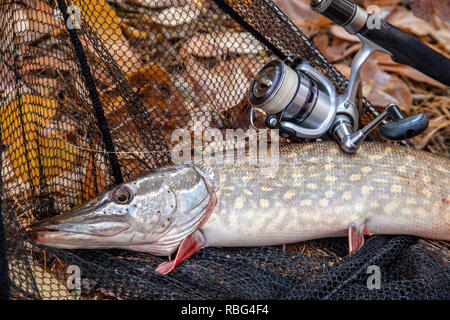 Angeln Konzept, Trophäe catch - große Süßwasser hecht Fische kennen als Esox lucius gerade aus dem Wasser und Angelrute mit Haspel genommen. Süßwasser-Nord Stockfoto