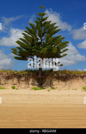 Ein einzelner Baum am Strand; schwere Bodenerosion enthüllt Baumwurzeln. Vertikale Ausrichtung des Bildes. Stockfoto
