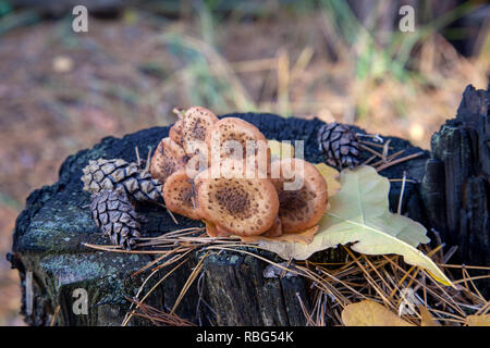 Ernte der essbaren Pilze Armillaria Mellea Honig blätterpilze wie auf einem Baumstumpf in einem Herbst Nadelwald bekannt Stockfoto