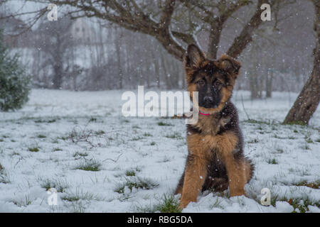 Deutscher Schäferhund draußen im Schnee Stockfoto