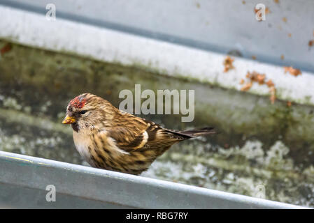 Die gemeinsame redpoll (Acanthis flammea) Vogel im Garten, im Winter. Stockfoto