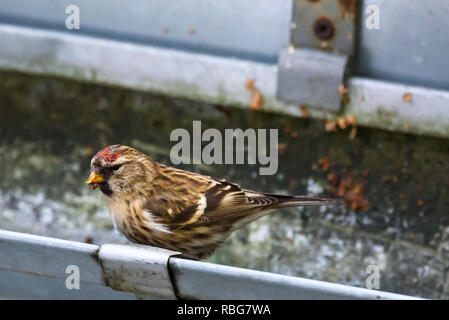 Die gemeinsame redpoll (Acanthis flammea) Vogel im Garten, im Winter. Stockfoto
