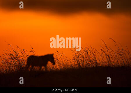 Ein Zebra. /DUSK till Dawn Bilder zeigen Afrika die reiche Tierwelt während der Anfang und das Ende des Tages ab, wenn das Licht seinen perfekten Zustand der Beleuchtung erreicht. Ein nilpferd wird angezeigt, lauern im Wasser, während andere atemberaubenden Fotografien geben einen intimen Einblick in Löwen, Giraffen, Kudu, Flamingos, Elefanten, Leoparden, Nashörner und Zebras in dieser schönen Silhouette Technik. Evan ein Schwarm Fledermäuse fliegen gesehen über den afrikanischen Sonnenuntergang werden kann. Andere dramatische Fotos aus dem südlichen und östlichen Afrika zeigen einen verletzten Gnus entziehen, dass ein Brand über gefegt hat Stockfoto