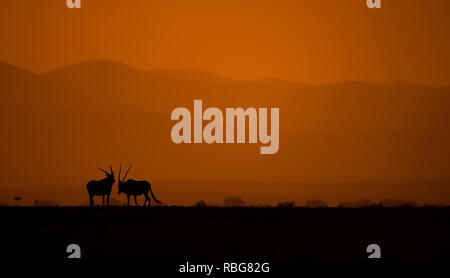 Ein Paar von Oryx. /DUSK till Dawn Bilder zeigen Afrika die reiche Tierwelt während der Anfang und das Ende des Tages ab, wenn das Licht seinen perfekten Zustand der Beleuchtung erreicht. Ein nilpferd wird angezeigt, lauern im Wasser, während andere atemberaubenden Fotografien geben einen intimen Einblick in Löwen, Giraffen, Kudu, Flamingos, Elefanten, Leoparden, Nashörner und Zebras in dieser schönen Silhouette Technik. Evan ein Schwarm Fledermäuse fliegen gesehen über den afrikanischen Sonnenuntergang werden kann. Andere dramatische Fotos aus dem südlichen und östlichen Afrika zeigen einen verletzten Gnus entziehen, dass ein Brand über gefegt hat Stockfoto