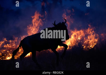 Ausweichversuche Wildebeest. /DUSK till Dawn Bilder zeigen Afrika die reiche Tierwelt während der Anfang und das Ende des Tages ab, wenn das Licht seinen perfekten Zustand der Beleuchtung erreicht. Ein nilpferd wird angezeigt, lauern im Wasser, während andere atemberaubenden Fotografien geben einen intimen Einblick in Löwen, Giraffen, Kudu, Flamingos, Elefanten, Leoparden, Nashörner und Zebras in dieser schönen Silhouette Technik. Evan ein Schwarm Fledermäuse fliegen gesehen über den afrikanischen Sonnenuntergang werden kann. Andere dramatische Fotos aus dem südlichen und östlichen Afrika zeigen einen verletzten Gnus ein Feuer, dass ac gefegt hat umgehen. Stockfoto