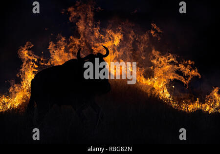 Ausweichversuche Wildebeest. /DUSK till Dawn Bilder zeigen Afrika die reiche Tierwelt während der Anfang und das Ende des Tages ab, wenn das Licht seinen perfekten Zustand der Beleuchtung erreicht. Ein nilpferd wird angezeigt, lauern im Wasser, während andere atemberaubenden Fotografien geben einen intimen Einblick in Löwen, Giraffen, Kudu, Flamingos, Elefanten, Leoparden, Nashörner und Zebras in dieser schönen Silhouette Technik. Evan ein Schwarm Fledermäuse fliegen gesehen über den afrikanischen Sonnenuntergang werden kann. Andere dramatische Fotos aus dem südlichen und östlichen Afrika zeigen einen verletzten Gnus ein Feuer, dass ac gefegt hat umgehen. Stockfoto