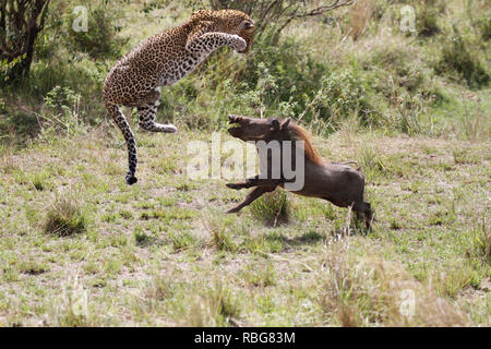 Eine Panik Warzenschwein verzweifelten Kampf aus den Klauen eines hungrigen schwanger Leopard zu entgehen, hat in einer Reihe von atemberaubenden Aufnahmen erfasst wurden. Unglaubliche Bilder zeigen die 130-lbs-Leopard stalking seine Beute in einem Dickicht von Sträuchern, bevor das Warzenschwein bewusst wird es zum Abendessen geworden und macht einen Lauf für Sie. Leider für das Warzenschwein seine Geschwindigkeit ist keine Übereinstimmung für, dass der Predator, der schnell aufholt und stürzt sich, bevor Sie sich eine wohlverdiente Mahlzeit. Die markante Begegnung war in der Masai Mara, Kenia, von Camp Manager Peter Thompson (29) von Townsville, Australien gefangen. Pete Stockfoto