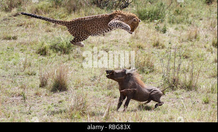 Eine Panik Warzenschwein verzweifelten Kampf aus den Klauen eines hungrigen schwanger Leopard zu entgehen, hat in einer Reihe von atemberaubenden Aufnahmen erfasst wurden. Unglaubliche Bilder zeigen die 130-lbs-Leopard stalking seine Beute in einem Dickicht von Sträuchern, bevor das Warzenschwein bewusst wird es zum Abendessen geworden und macht einen Lauf für Sie. Leider für das Warzenschwein seine Geschwindigkeit ist keine Übereinstimmung für, dass der Predator, der schnell aufholt und stürzt sich, bevor Sie sich eine wohlverdiente Mahlzeit. Die markante Begegnung war in der Masai Mara, Kenia, von Camp Manager Peter Thompson (29) von Townsville, Australien gefangen. Pete Stockfoto