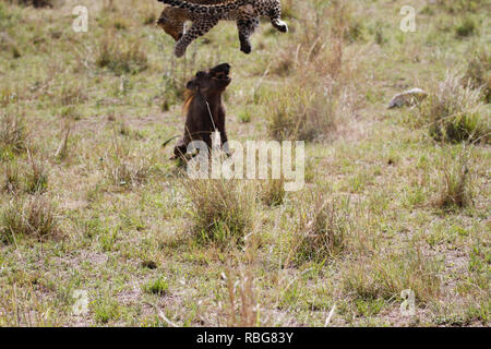 Eine Panik Warzenschwein verzweifelten Kampf aus den Klauen eines hungrigen schwanger Leopard zu entgehen, hat in einer Reihe von atemberaubenden Aufnahmen erfasst wurden. Unglaubliche Bilder zeigen die 130-lbs-Leopard stalking seine Beute in einem Dickicht von Sträuchern, bevor das Warzenschwein bewusst wird es zum Abendessen geworden und macht einen Lauf für Sie. Leider für das Warzenschwein seine Geschwindigkeit ist keine Übereinstimmung für, dass der Predator, der schnell aufholt und stürzt sich, bevor Sie sich eine wohlverdiente Mahlzeit. Die markante Begegnung war in der Masai Mara, Kenia, von Camp Manager Peter Thompson (29) von Townsville, Australien gefangen. Pete Stockfoto