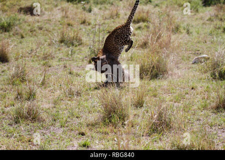 Eine Panik Warzenschwein verzweifelten Kampf aus den Klauen eines hungrigen schwanger Leopard zu entgehen, hat in einer Reihe von atemberaubenden Aufnahmen erfasst wurden. Unglaubliche Bilder zeigen die 130-lbs-Leopard stalking seine Beute in einem Dickicht von Sträuchern, bevor das Warzenschwein bewusst wird es zum Abendessen geworden und macht einen Lauf für Sie. Leider für das Warzenschwein seine Geschwindigkeit ist keine Übereinstimmung für, dass der Predator, der schnell aufholt und stürzt sich, bevor Sie sich eine wohlverdiente Mahlzeit. Die markante Begegnung war in der Masai Mara, Kenia, von Camp Manager Peter Thompson (29) von Townsville, Australien gefangen. Pete Stockfoto