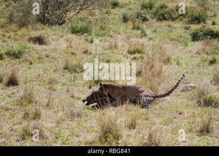 Eine Panik Warzenschwein verzweifelten Kampf aus den Klauen eines hungrigen schwanger Leopard zu entgehen, hat in einer Reihe von atemberaubenden Aufnahmen erfasst wurden. Unglaubliche Bilder zeigen die 130-lbs-Leopard stalking seine Beute in einem Dickicht von Sträuchern, bevor das Warzenschwein bewusst wird es zum Abendessen geworden und macht einen Lauf für Sie. Leider für das Warzenschwein seine Geschwindigkeit ist keine Übereinstimmung für, dass der Predator, der schnell aufholt und stürzt sich, bevor Sie sich eine wohlverdiente Mahlzeit. Die markante Begegnung war in der Masai Mara, Kenia, von Camp Manager Peter Thompson (29) von Townsville, Australien gefangen. Pete Stockfoto