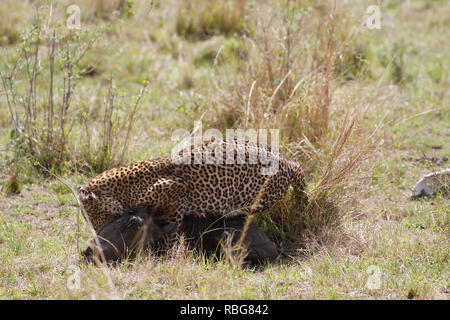 Eine Panik Warzenschwein verzweifelten Kampf aus den Klauen eines hungrigen schwanger Leopard zu entgehen, hat in einer Reihe von atemberaubenden Aufnahmen erfasst wurden. Unglaubliche Bilder zeigen die 130-lbs-Leopard stalking seine Beute in einem Dickicht von Sträuchern, bevor das Warzenschwein bewusst wird es zum Abendessen geworden und macht einen Lauf für Sie. Leider für das Warzenschwein seine Geschwindigkeit ist keine Übereinstimmung für, dass der Predator, der schnell aufholt und stürzt sich, bevor Sie sich eine wohlverdiente Mahlzeit. Die markante Begegnung war in der Masai Mara, Kenia, von Camp Manager Peter Thompson (29) von Townsville, Australien gefangen. Pete Stockfoto