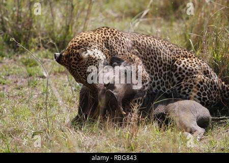 Eine Panik Warzenschwein verzweifelten Kampf aus den Klauen eines hungrigen schwanger Leopard zu entgehen, hat in einer Reihe von atemberaubenden Aufnahmen erfasst wurden. Unglaubliche Bilder zeigen die 130-lbs-Leopard stalking seine Beute in einem Dickicht von Sträuchern, bevor das Warzenschwein bewusst wird es zum Abendessen geworden und macht einen Lauf für Sie. Leider für das Warzenschwein seine Geschwindigkeit ist keine Übereinstimmung für, dass der Predator, der schnell aufholt und stürzt sich, bevor Sie sich eine wohlverdiente Mahlzeit. Die markante Begegnung war in der Masai Mara, Kenia, von Camp Manager Peter Thompson (29) von Townsville, Australien gefangen. Pete Stockfoto