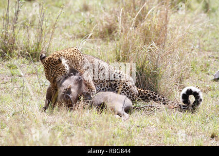 Eine Panik Warzenschwein verzweifelten Kampf aus den Klauen eines hungrigen schwanger Leopard zu entgehen, hat in einer Reihe von atemberaubenden Aufnahmen erfasst wurden. Unglaubliche Bilder zeigen die 130-lbs-Leopard stalking seine Beute in einem Dickicht von Sträuchern, bevor das Warzenschwein bewusst wird es zum Abendessen geworden und macht einen Lauf für Sie. Leider für das Warzenschwein seine Geschwindigkeit ist keine Übereinstimmung für, dass der Predator, der schnell aufholt und stürzt sich, bevor Sie sich eine wohlverdiente Mahlzeit. Die markante Begegnung war in der Masai Mara, Kenia, von Camp Manager Peter Thompson (29) von Townsville, Australien gefangen. Pete Stockfoto