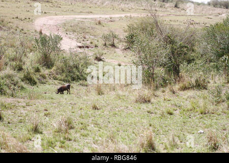 Eine Panik Warzenschwein verzweifelten Kampf aus den Klauen eines hungrigen schwanger Leopard zu entgehen, hat in einer Reihe von atemberaubenden Aufnahmen erfasst wurden. Unglaubliche Bilder zeigen die 130-lbs-Leopard stalking seine Beute in einem Dickicht von Sträuchern, bevor das Warzenschwein bewusst wird es zum Abendessen geworden und macht einen Lauf für Sie. Leider für das Warzenschwein seine Geschwindigkeit ist keine Übereinstimmung für, dass der Predator, der schnell aufholt und stürzt sich, bevor Sie sich eine wohlverdiente Mahlzeit. Die markante Begegnung war in der Masai Mara, Kenia, von Camp Manager Peter Thompson (29) von Townsville, Australien gefangen. Pete Stockfoto