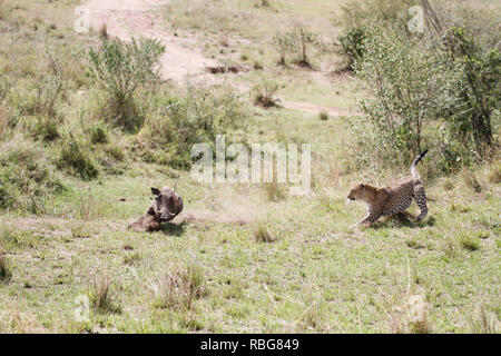 Eine Panik Warzenschwein verzweifelten Kampf aus den Klauen eines hungrigen schwanger Leopard zu entgehen, hat in einer Reihe von atemberaubenden Aufnahmen erfasst wurden. Unglaubliche Bilder zeigen die 130-lbs-Leopard stalking seine Beute in einem Dickicht von Sträuchern, bevor das Warzenschwein bewusst wird es zum Abendessen geworden und macht einen Lauf für Sie. Leider für das Warzenschwein seine Geschwindigkeit ist keine Übereinstimmung für, dass der Predator, der schnell aufholt und stürzt sich, bevor Sie sich eine wohlverdiente Mahlzeit. Die markante Begegnung war in der Masai Mara, Kenia, von Camp Manager Peter Thompson (29) von Townsville, Australien gefangen. Pete Stockfoto