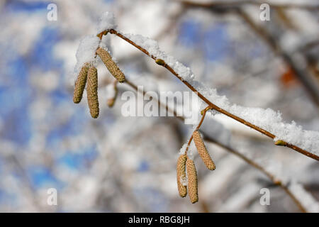 Haselnuss Blüten an einem Zweig, bedeckt mit Schnee im Winter Stockfoto