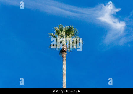 Palmen. Palm Tree gegen den blauen Himmel. Green Palm Blätter Stockfoto