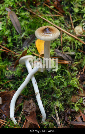 Hygrophorus olivaceoalbus, wie die Olive wachs Kappe, sheated waxgill oder schleimig-ummantelten wächserne Gap bekannt Stockfoto