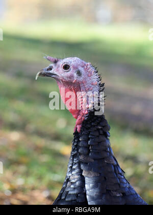 Inland Türkei, Meleagris gallopavo, der spanischen Schwarz' oder 'Norfolk des Race Schwarz' Stockfoto