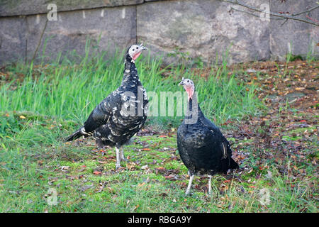 Inland Türkei, Meleagris gallopavo, der spanischen Schwarz' oder 'Norfolk des Race Schwarz' Stockfoto