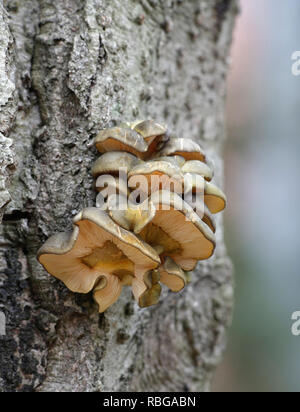 Spät Auster, Panellus serotinus, eine wilde essbare Pilze aus Finnland Stockfoto