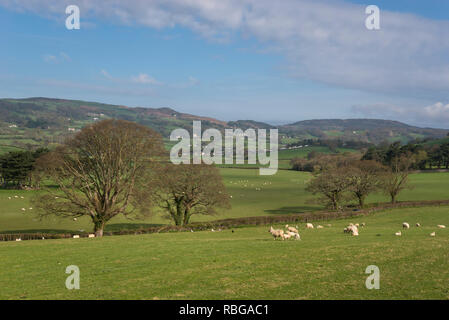 Ein sonniger Frühlingstag in der walisischen Landschaft in der Nähe von Conwy. Stockfoto