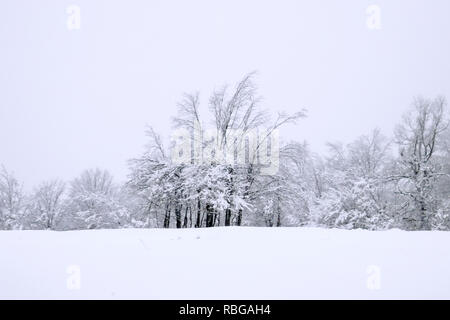 Weiß Wald, Schnee. Stockfoto