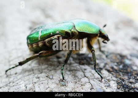 Nahaufnahme einer Cetonia aurata, Familie Scarabaeidae Stockfoto