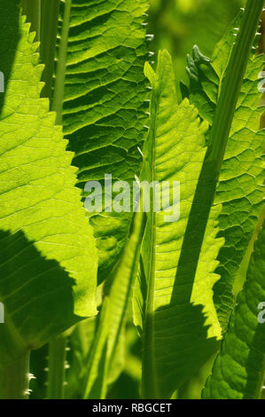 Blätter aus der Nähe von Dipsacus fullonum / Dipsacus sylvestris, eine Art Blütenpflanze, die unter den gebräuchlichen Namen wildes Teesel oder Fuller-Teesel bekannt ist Stockfoto