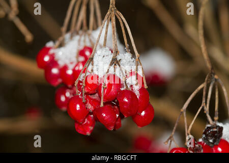 Gefrorene leuchtend roten Beeren der Guelder-Rose, Viburnum opulus, bedeckt mit Schnee Stockfoto