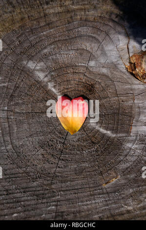 Herz geformte Rosenblüte auf einem Baumstamm Stockfoto