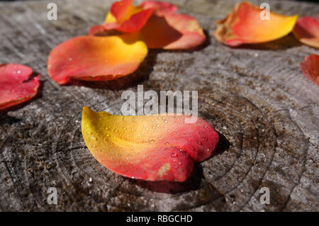 Heart-shaped auf einem Baumstamm Rosenblüte Stockfoto